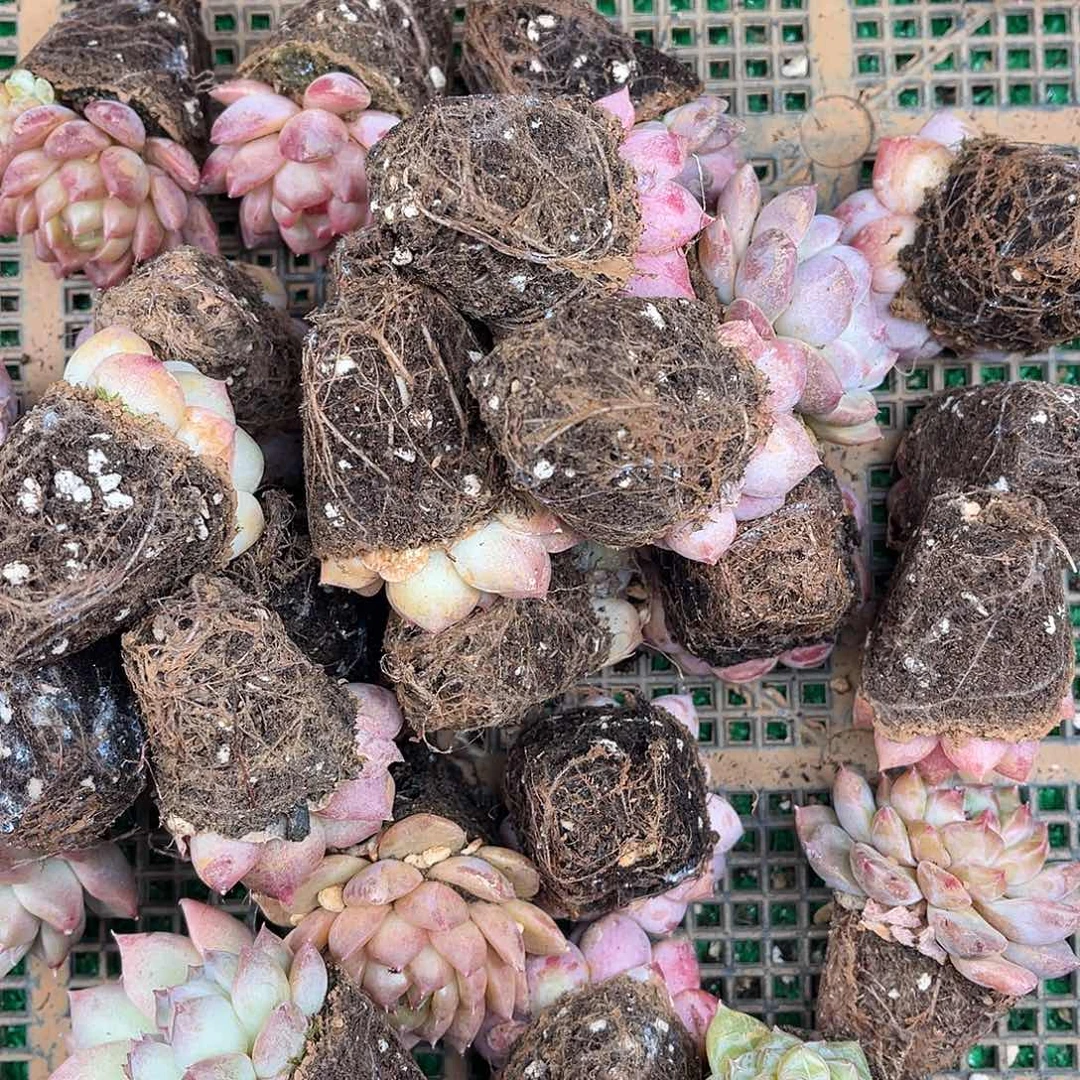 精品多肉一物一拍17-67