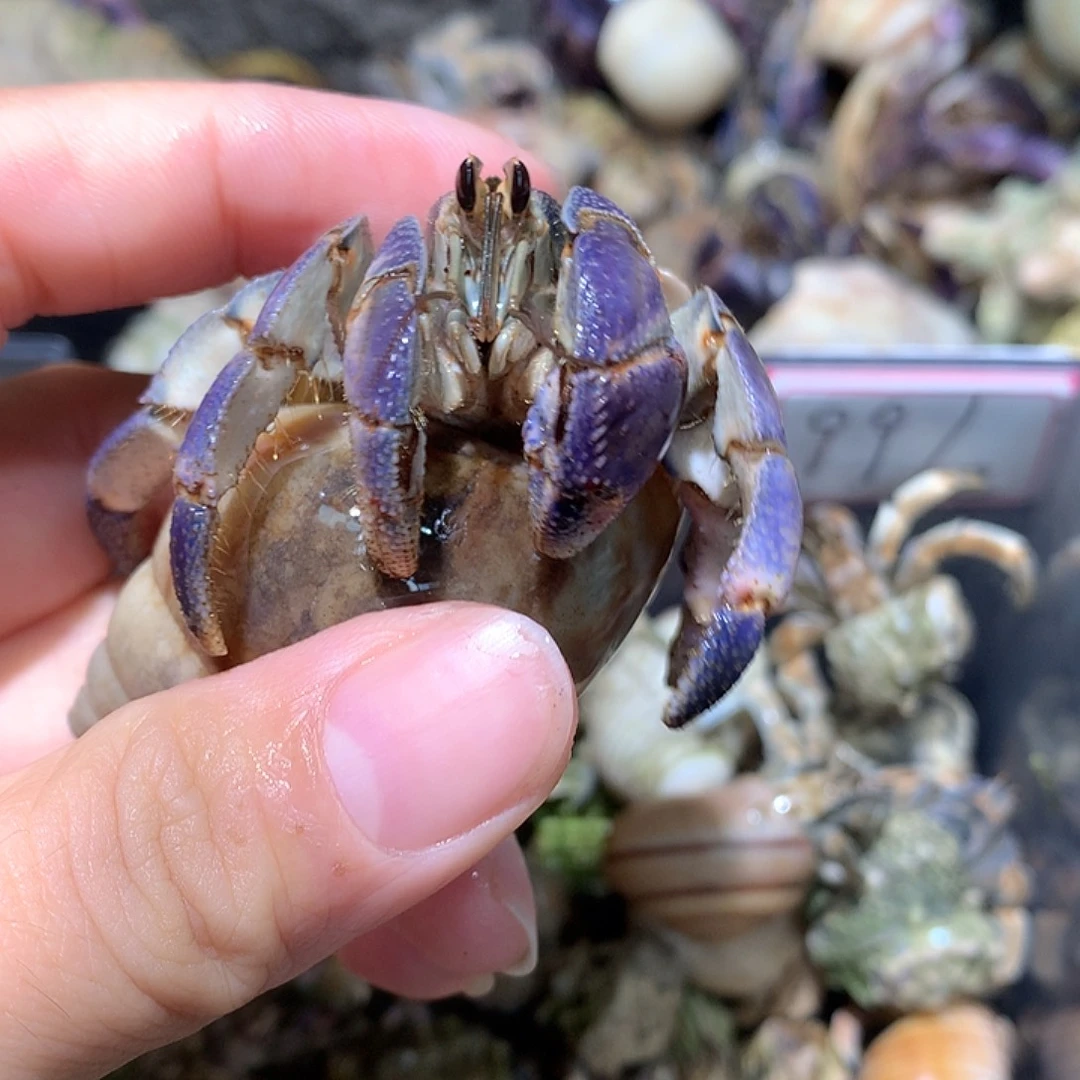 2.8口径奔跑的寄居蟹26号