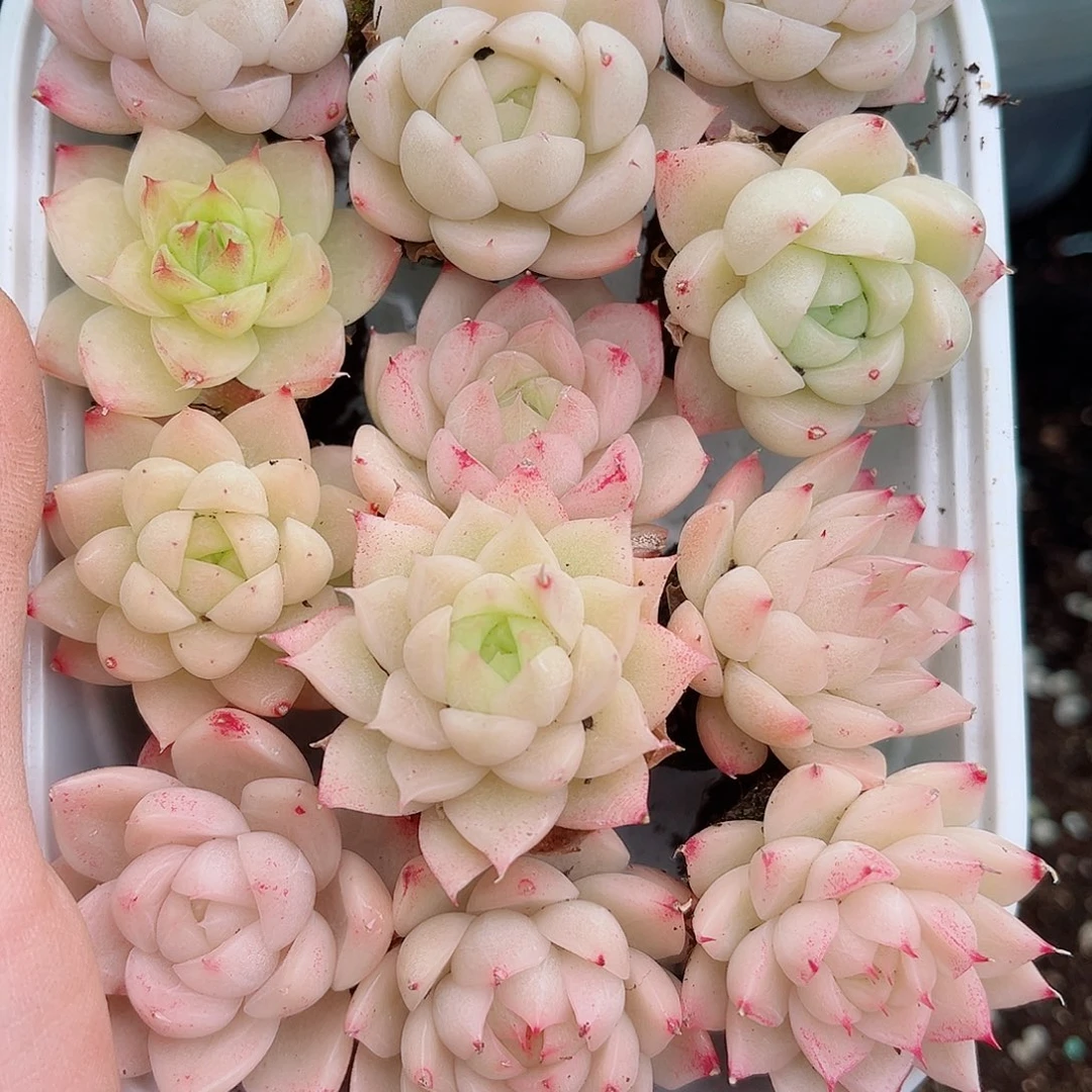 1-116 新疆西藏内蒙不发12.8包邮