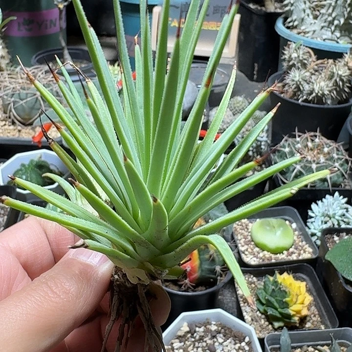 438黄体姬吹上脱土发货