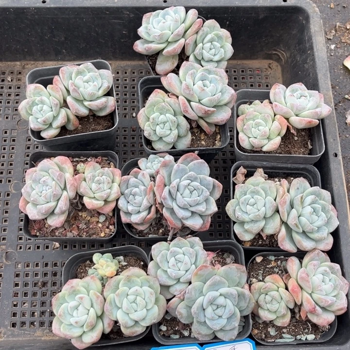 果***哥冰玉多肉七方盆一组10个