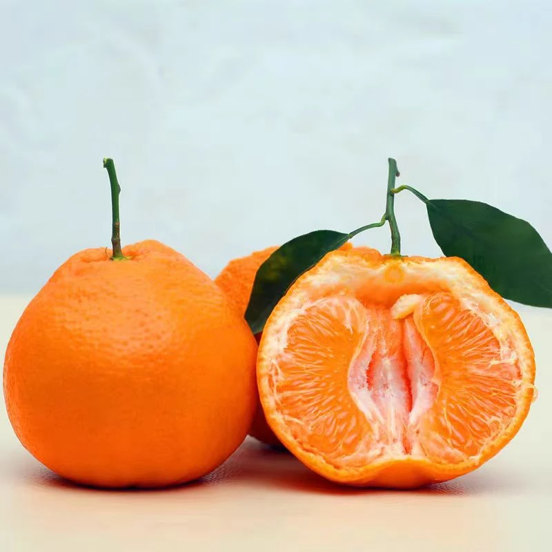 四川春见耙耙柑现摘现发细嫩多汁