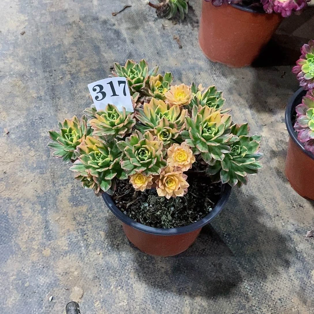 沉*陌甜茶锦317多肉法师植物