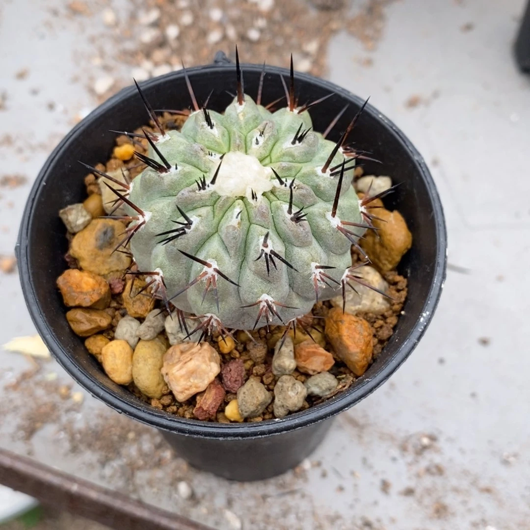 粉***忆龙爪球侧牙自根仙人球