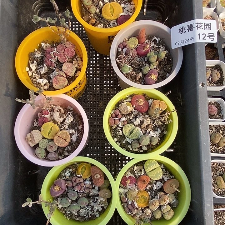 一****猪桃喜花园0224-12七盆肉