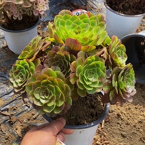 花月夜老桩捧花837号