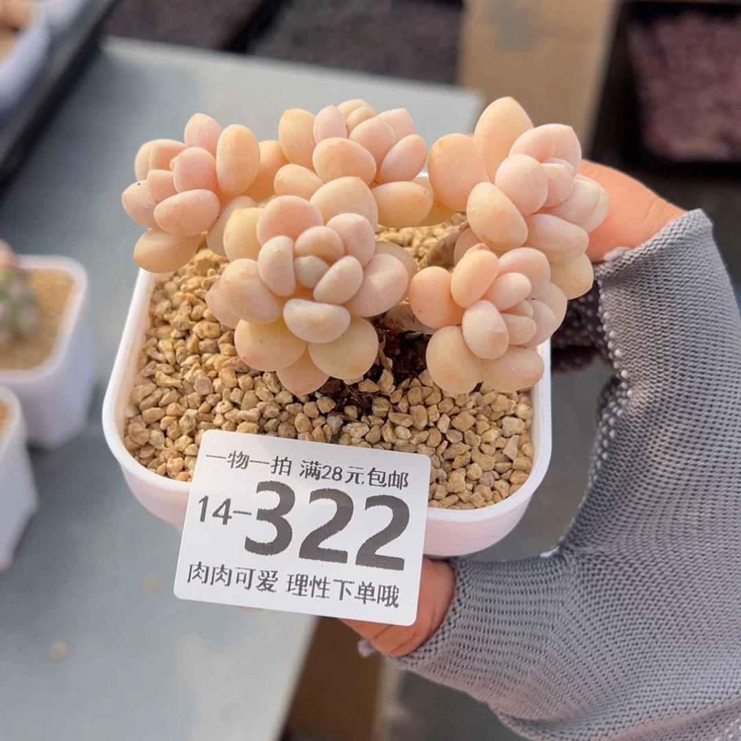 奶白糖多肉多肉多肉多肉