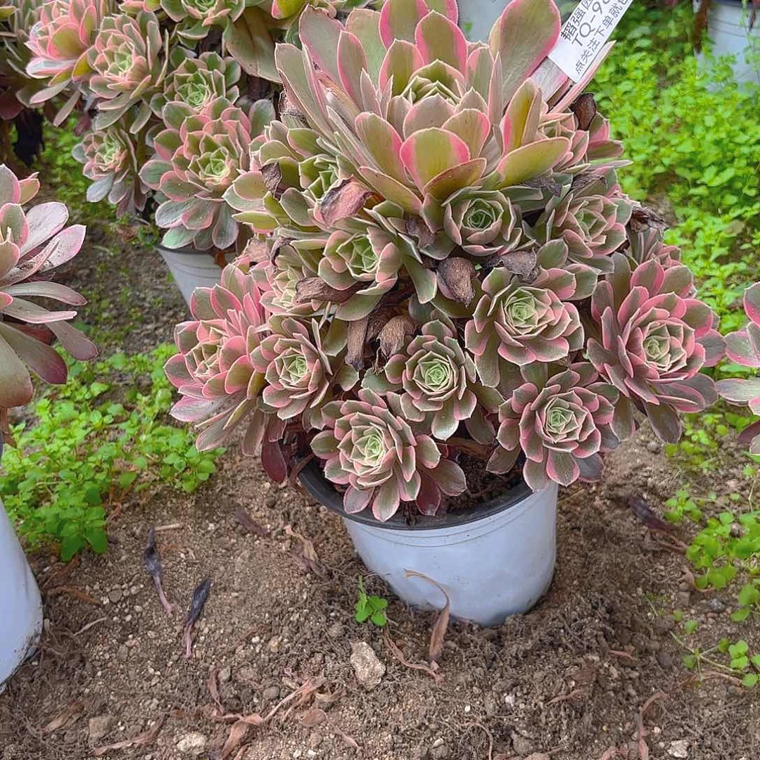 女妖多肉植物五号980