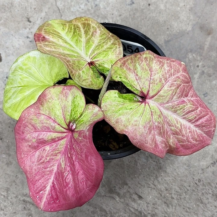 54-0510草莓杏仁饼彩叶芋广东现货