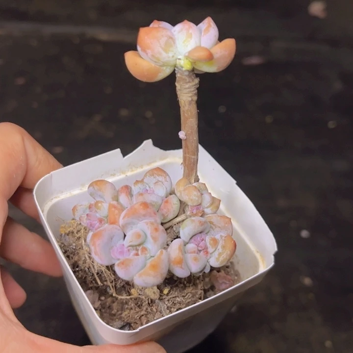 福利老桩迷你粉色