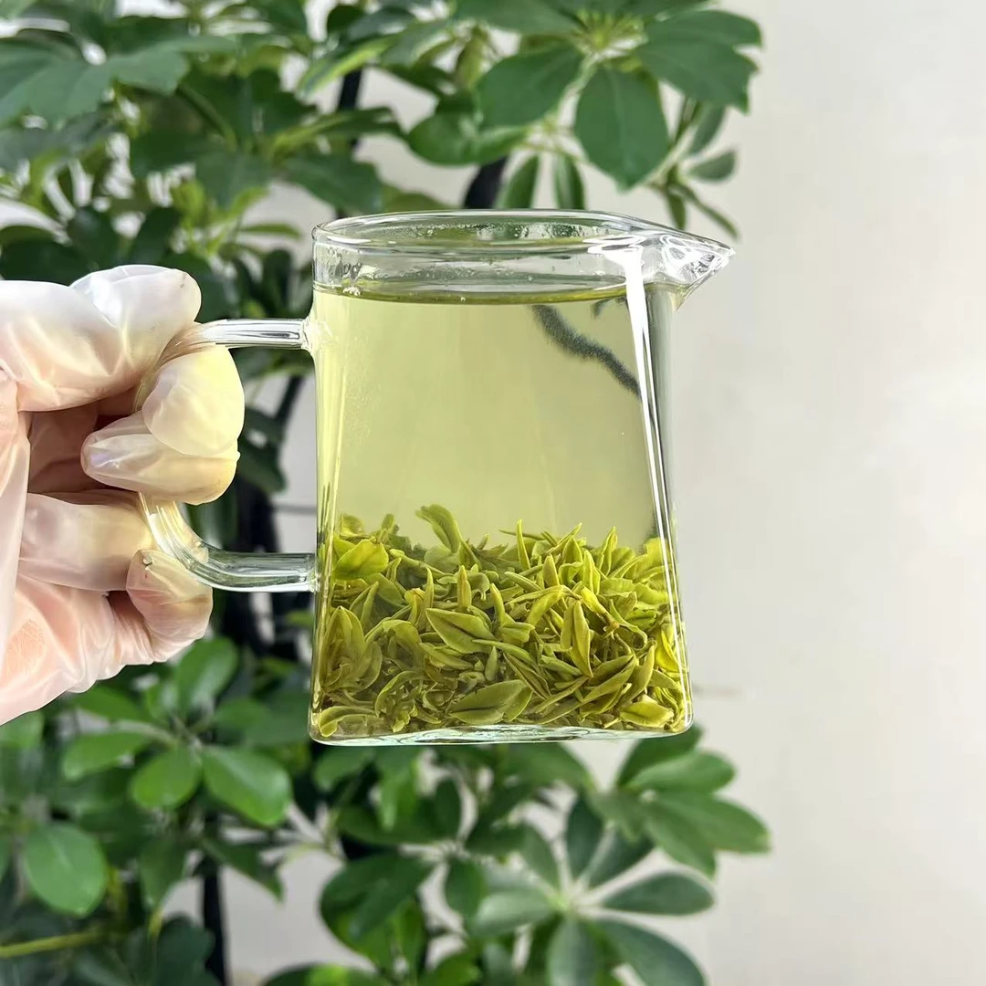 雲松山【头采春茶】2025日照绿茶头采春茶新茶豌豆鲜 4.15一号