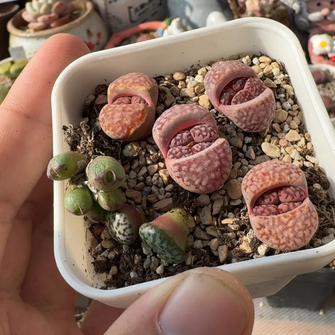 肉*呼K172红边小猪蹄紫寿丽安贞