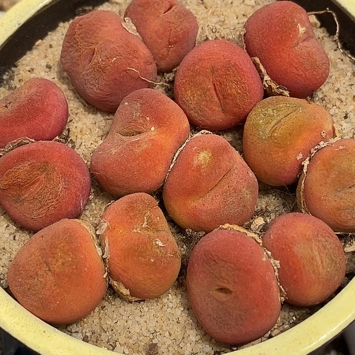 双头1430.5一颗有伤