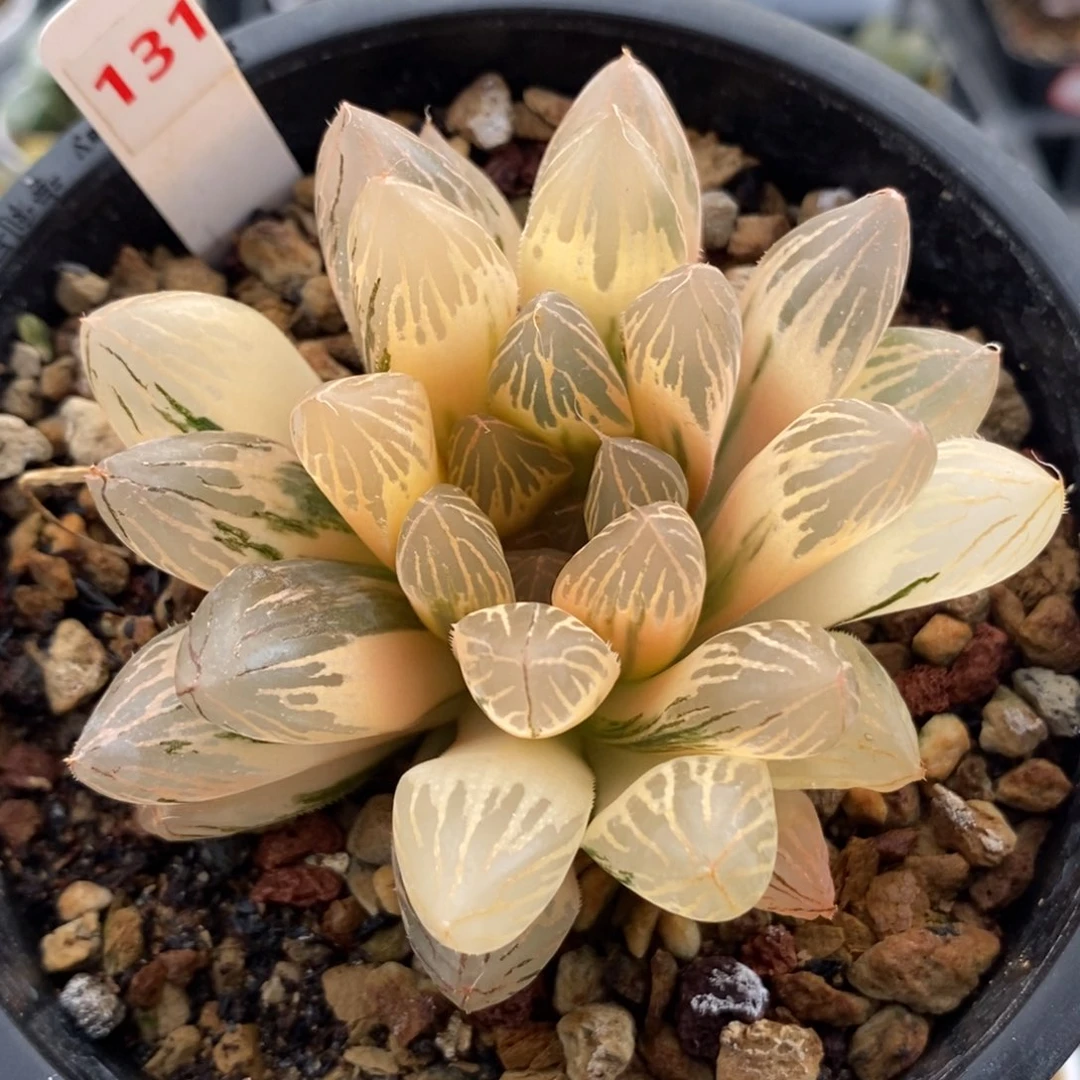 131糊斑胭脂玉露锦一物一拍