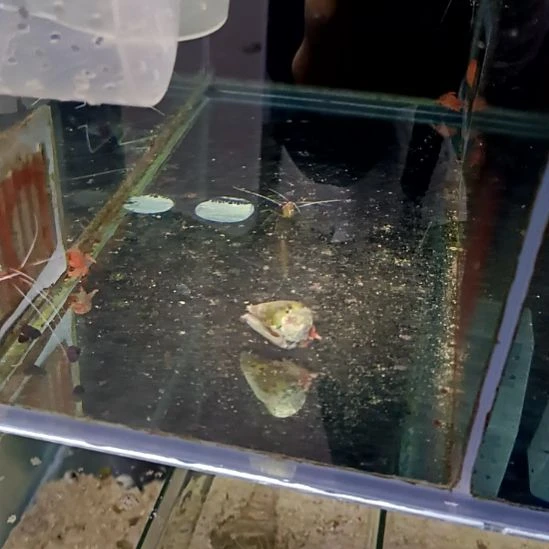 医生虾海水一条，，，