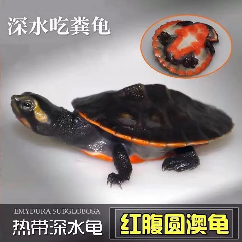 圆澳热带潜水龟可爱好养意大利直播间选号