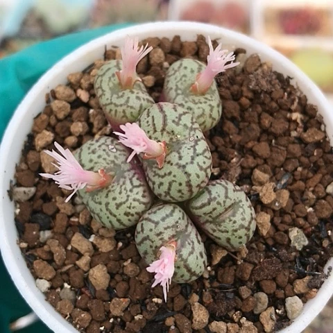多肉肉锥 粉花安贞