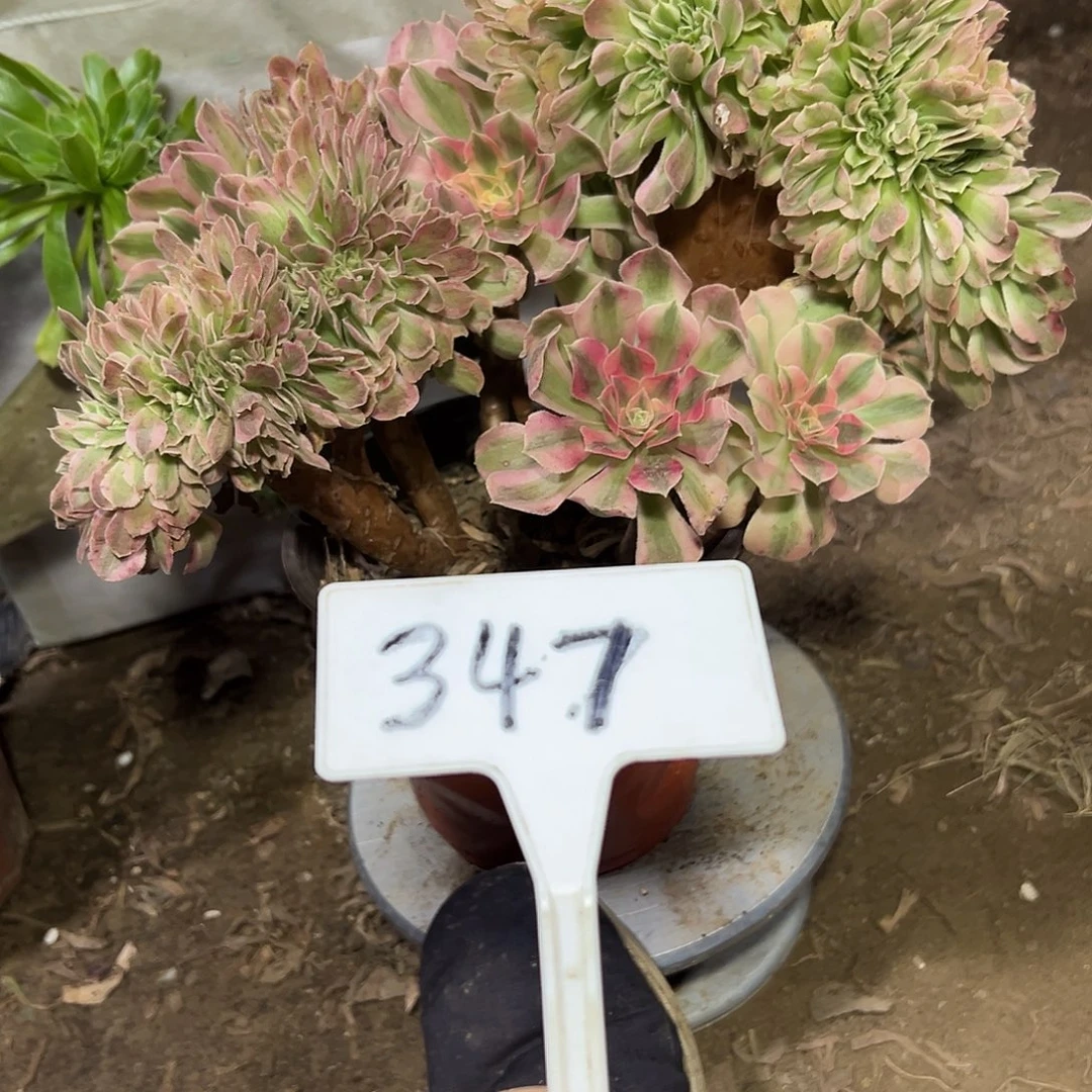 多肉植物粉女巫缀花347