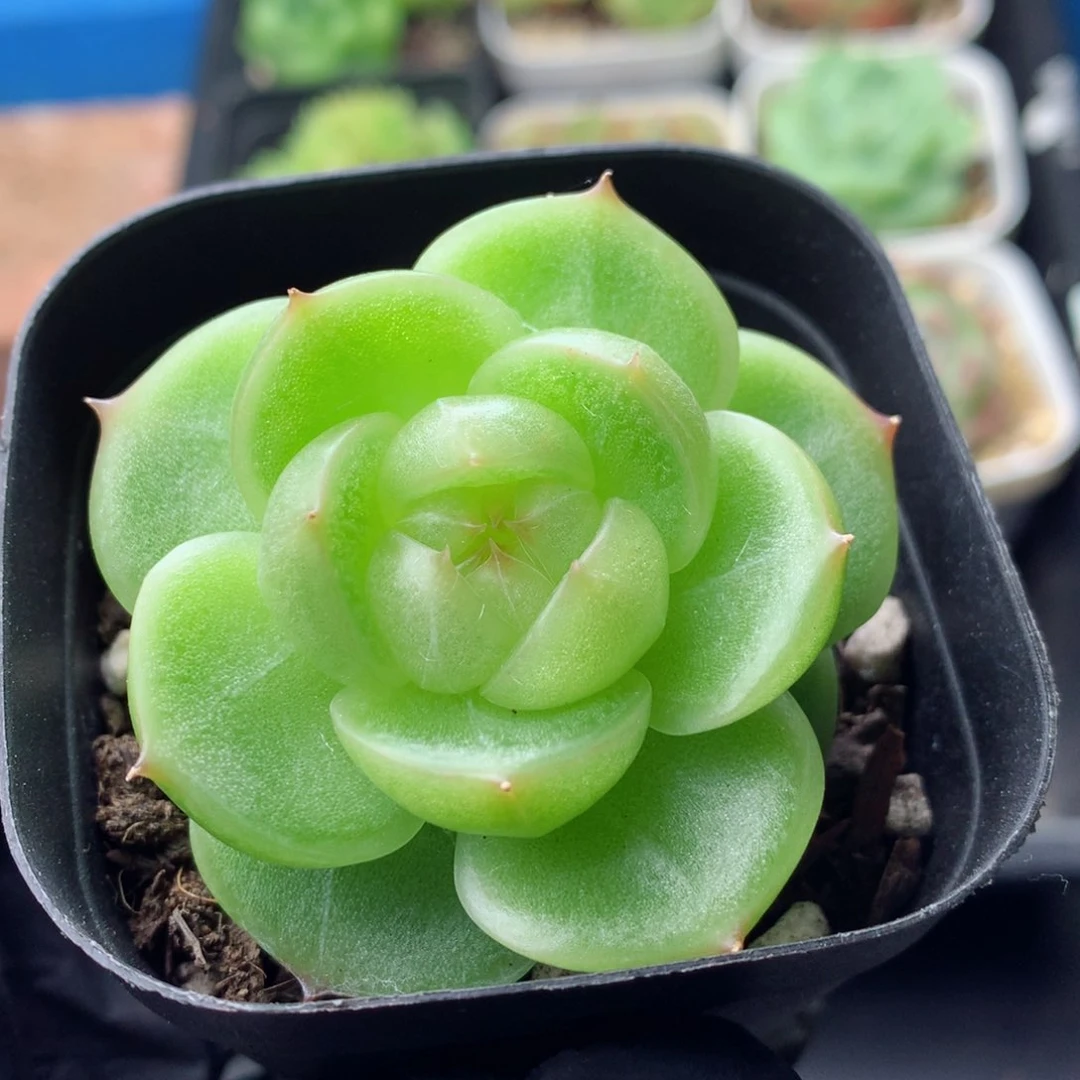 58包邮  群生不包整 162