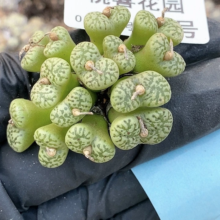 桃喜花园0118-23勋章