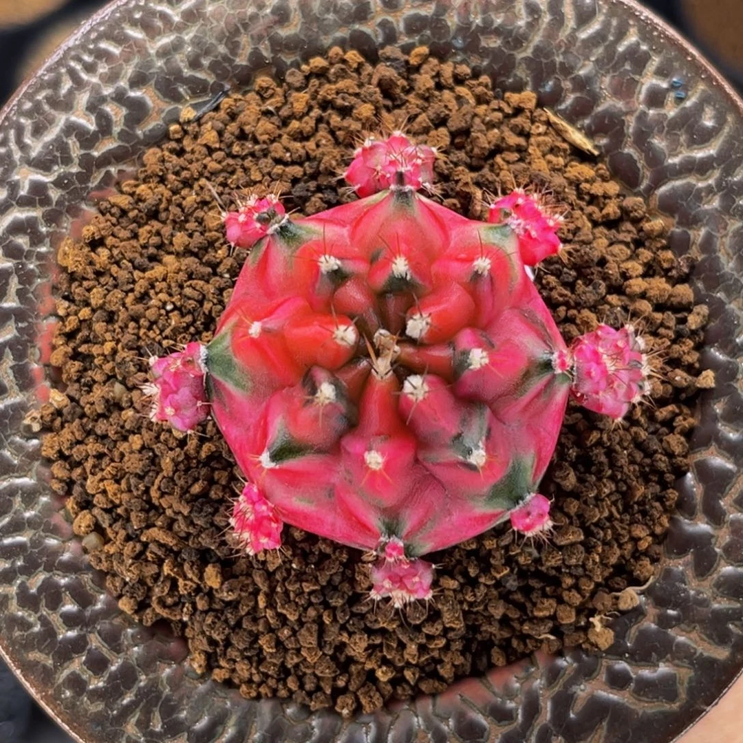 爱丽丝 米哈仙人球