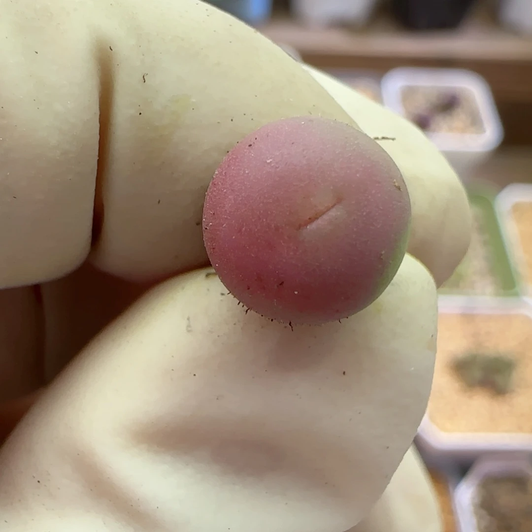 没*系796福利福利福利