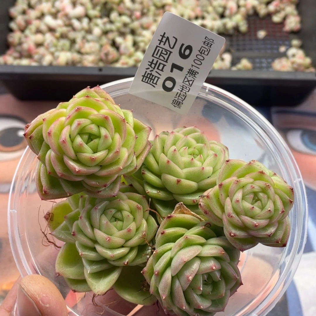 珍妮麦秆一物一拍016.