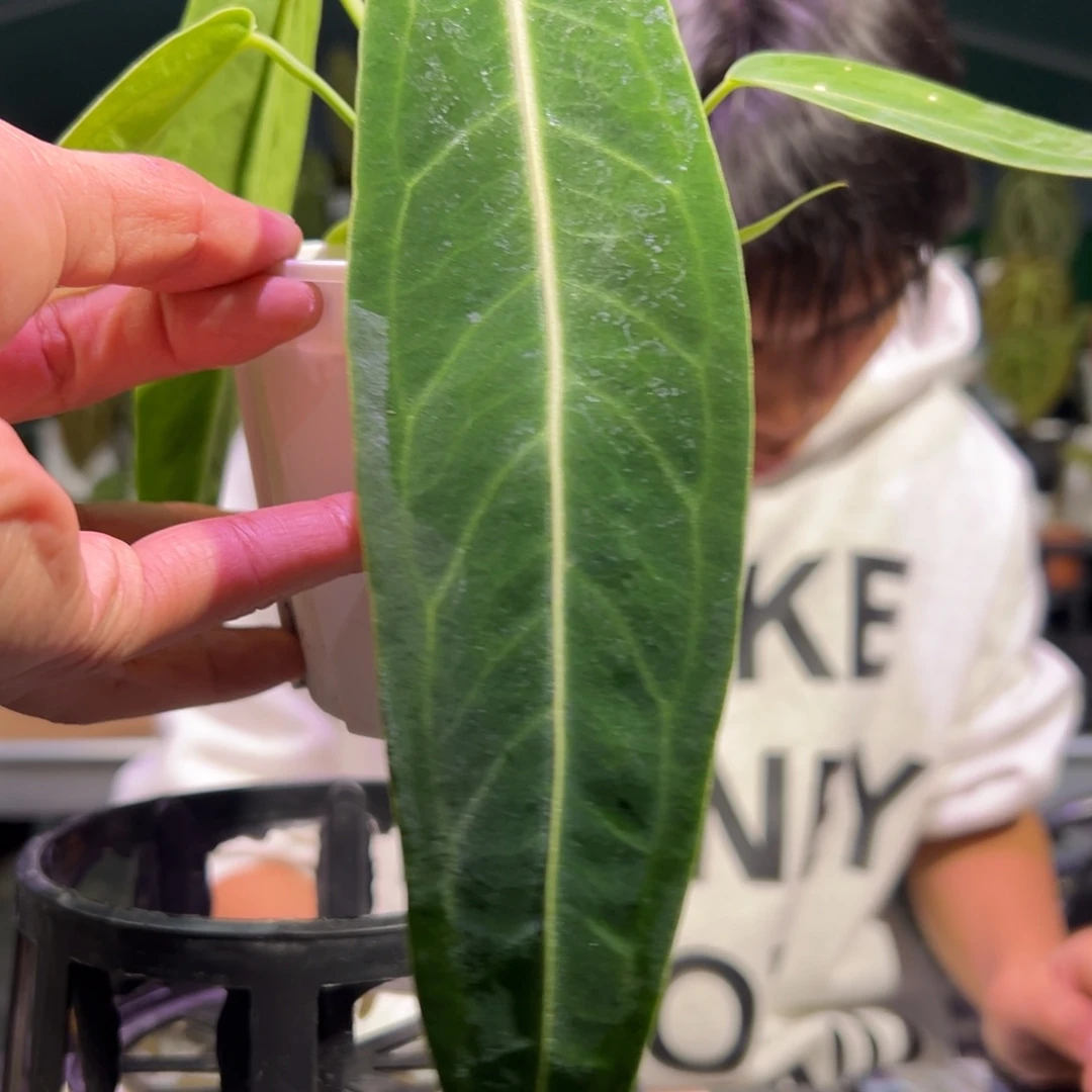 完全开放火鹤后花烛