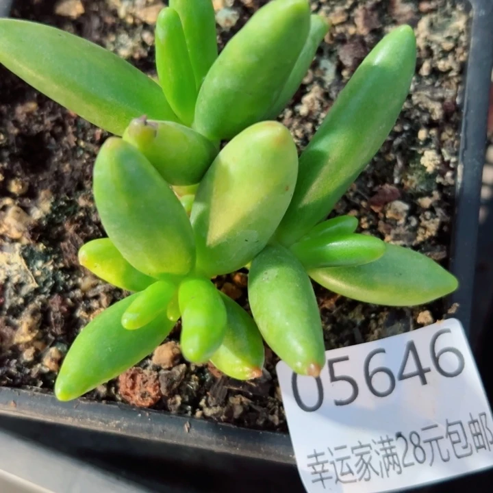 幸运的是我还没遇到你的时候