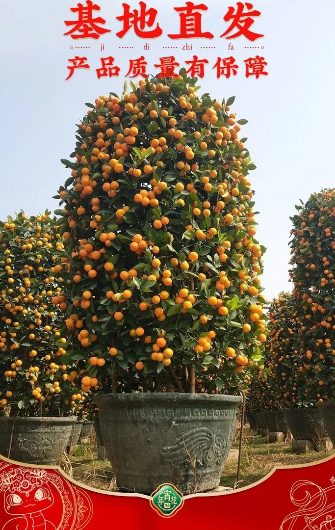 大盆高 四季金桔-盆栽年桔摆件 过年