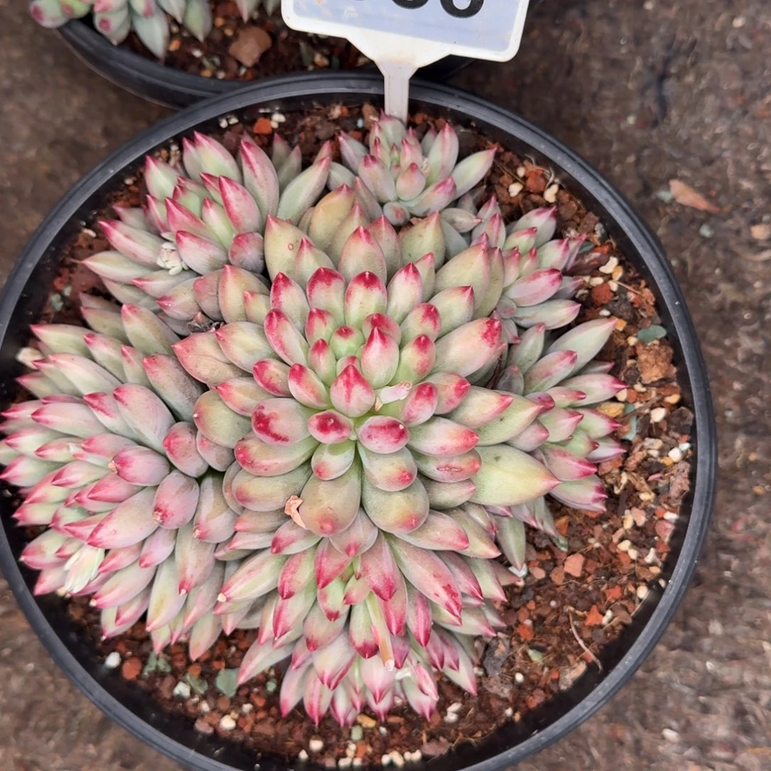 多肉植物言字群666