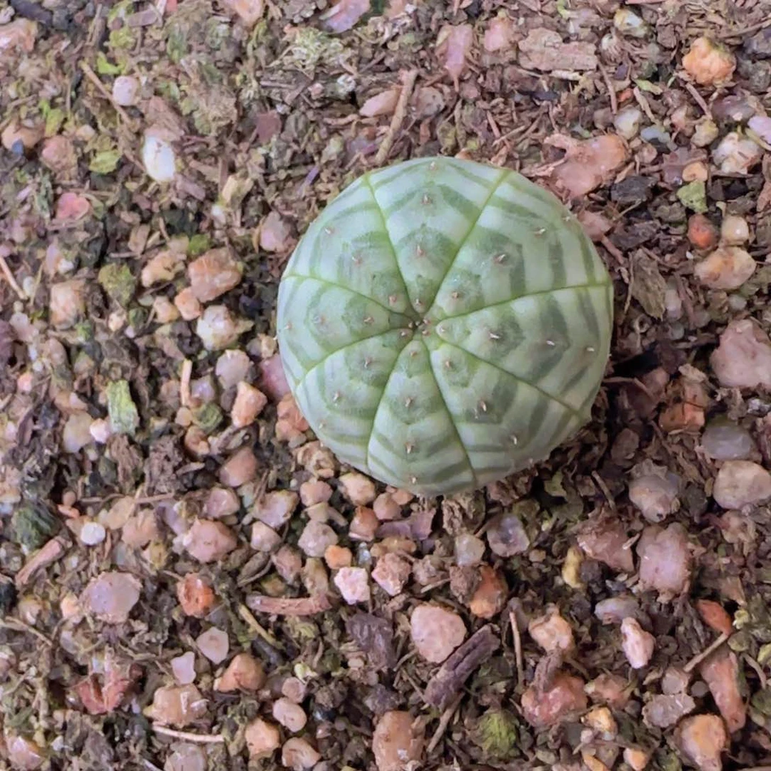 用****字块根植物块根植物