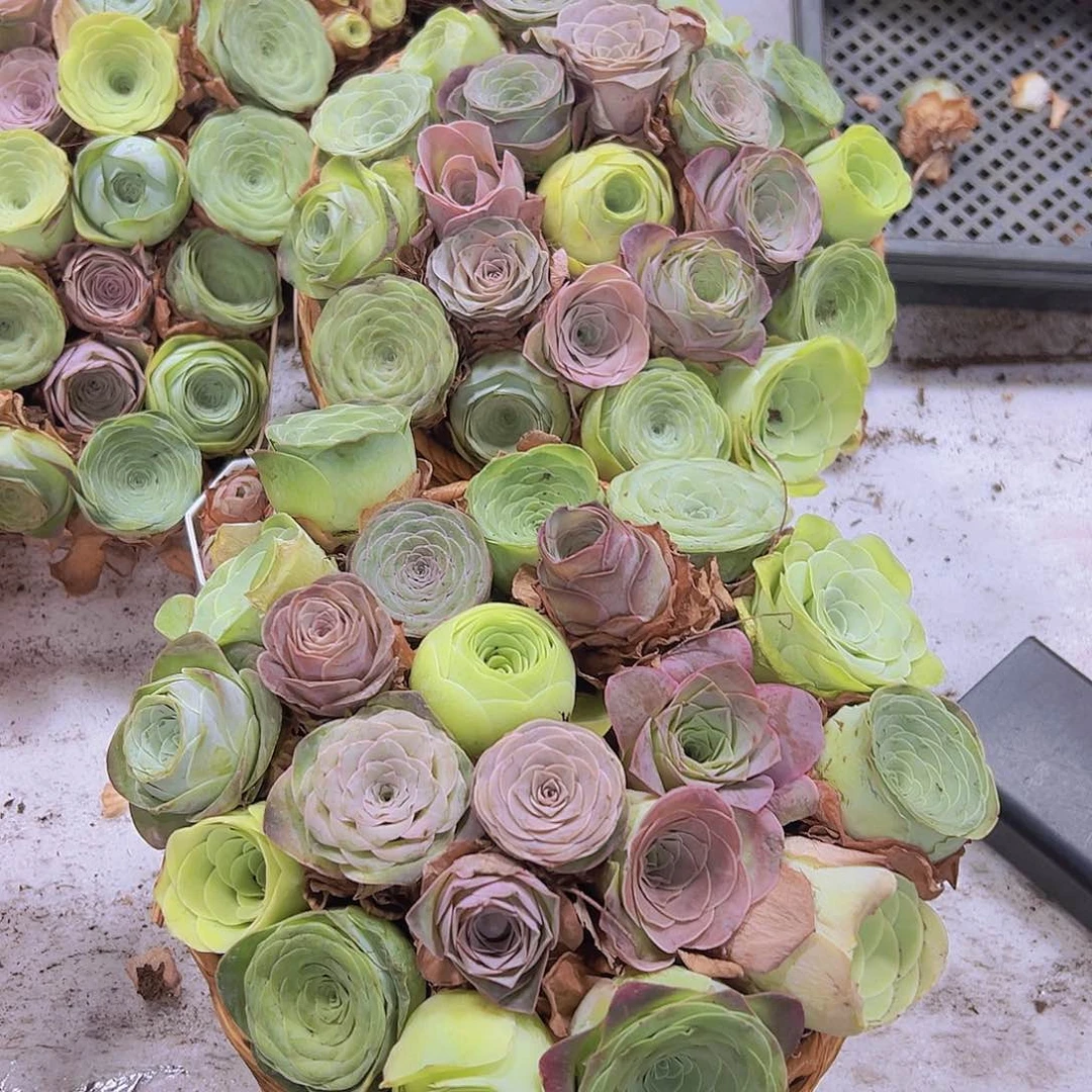 七彩大花22颗3到5厘米送10个小苗