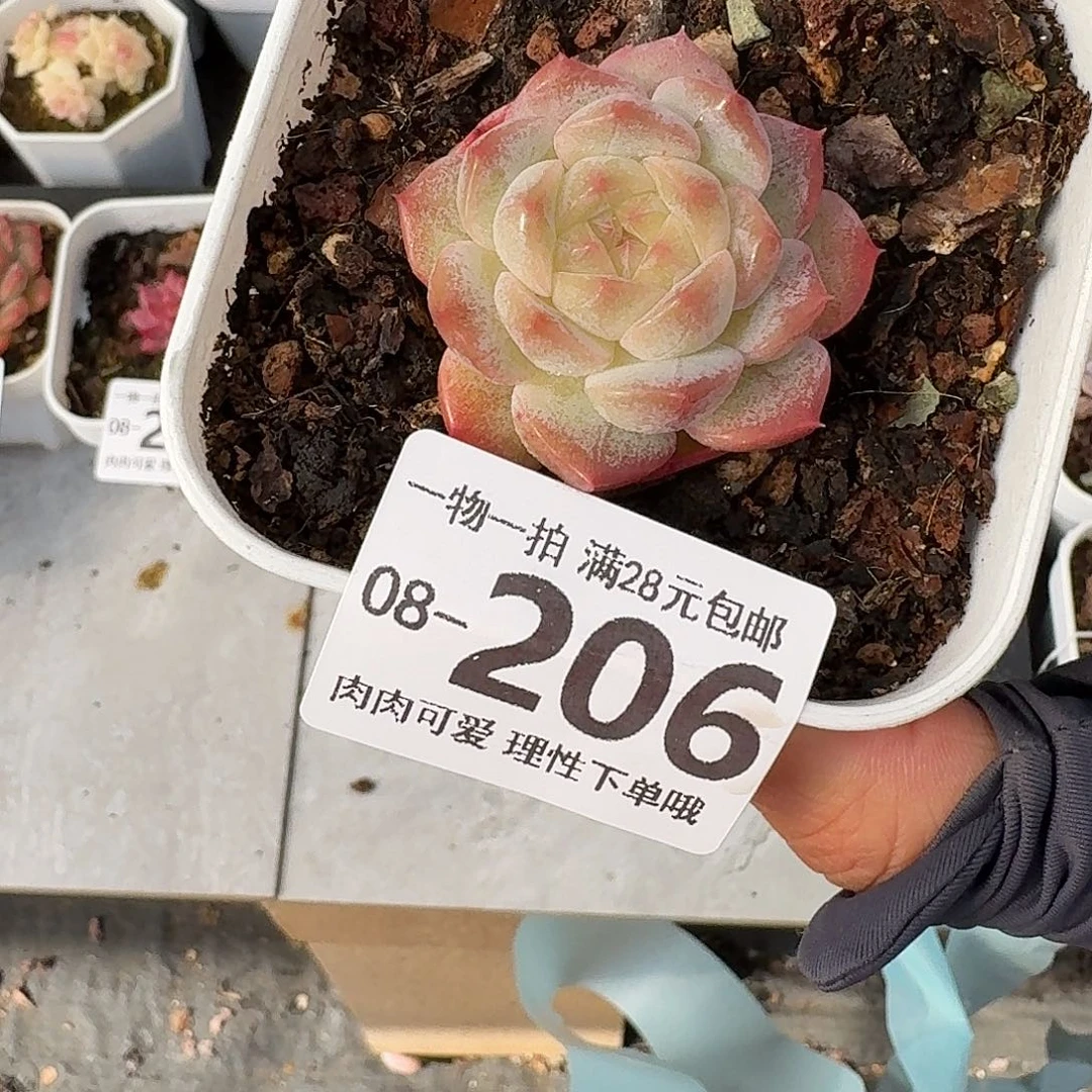 七仙女无盆土发货无