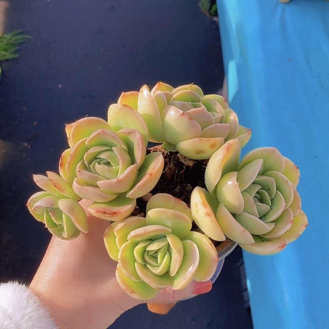 571多肉植物老桩