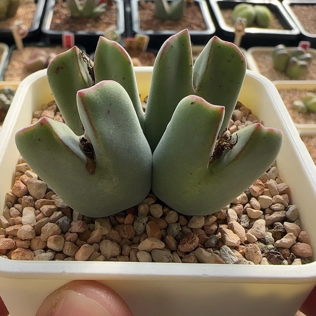 无花朵毛将母本株 脱土发货