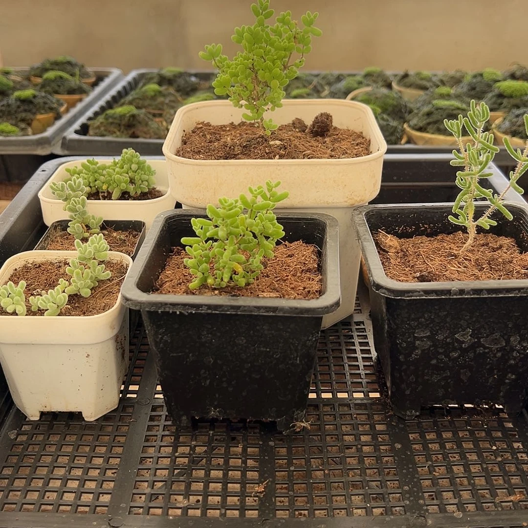 枝干番杏多肉植物492