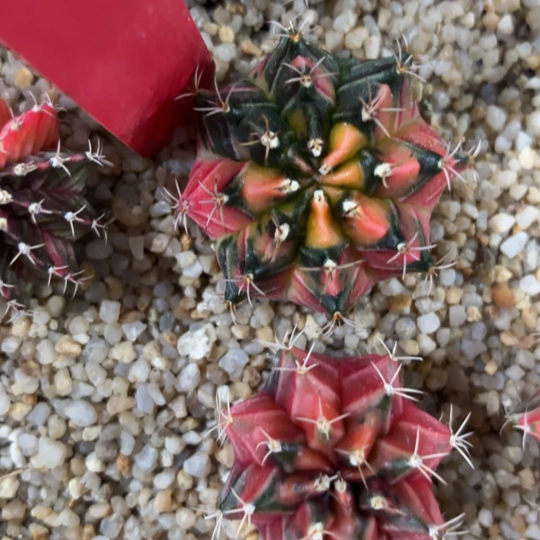 L536-1211泰国发货