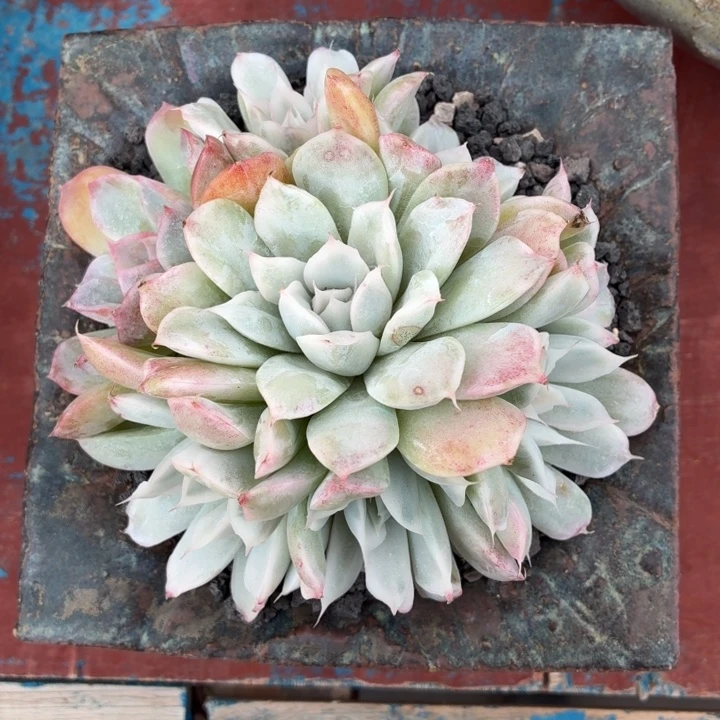 多肉植物 辛普森锦-4