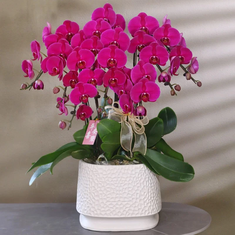 《大辣椒》十大经典喜庆蝴蝶兰 精品室内盆栽送人送礼优质蝴蝶兰