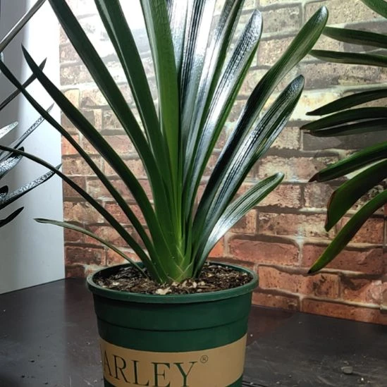 完全开放11111111111