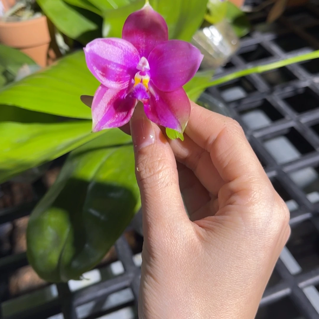 完全开放香妃蝴蝶兰