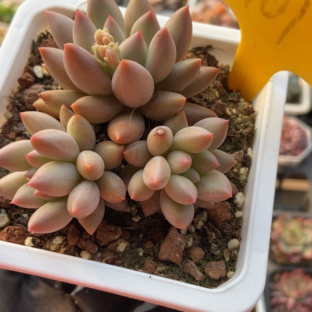 2101车厘子多肉植物保护