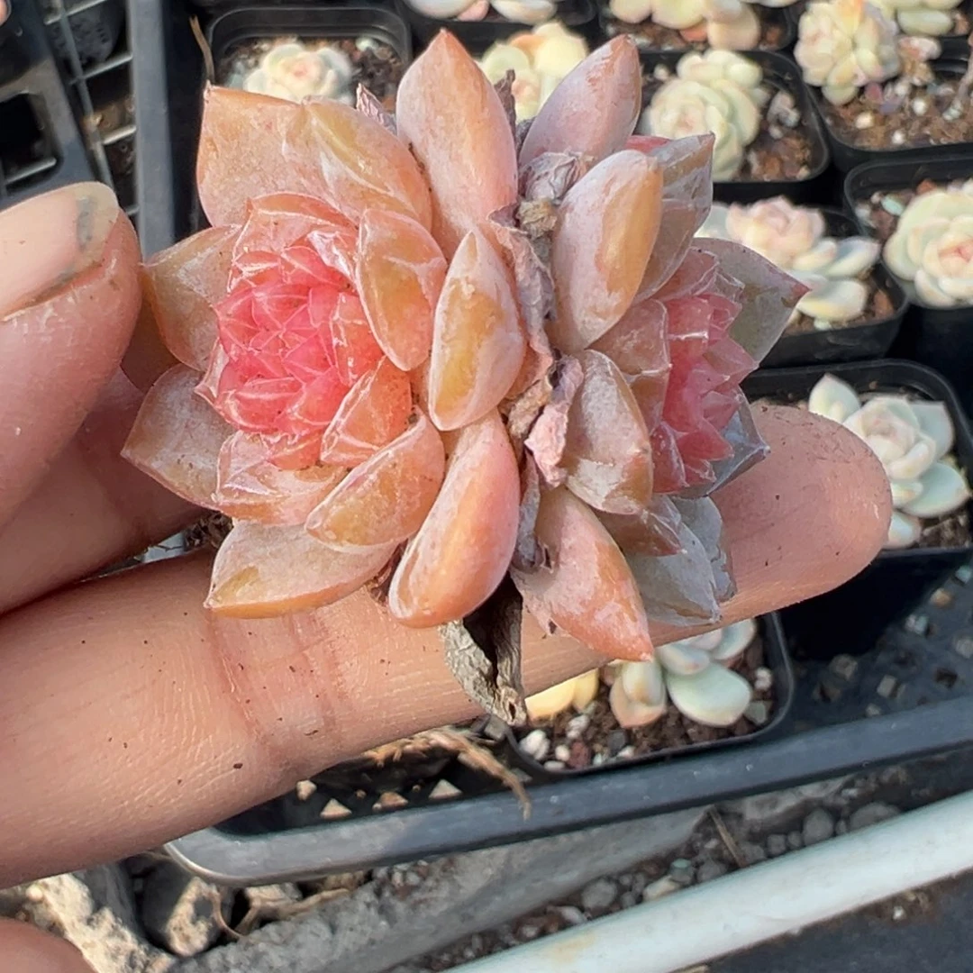 小卡拉米糖心一物一拍15-90