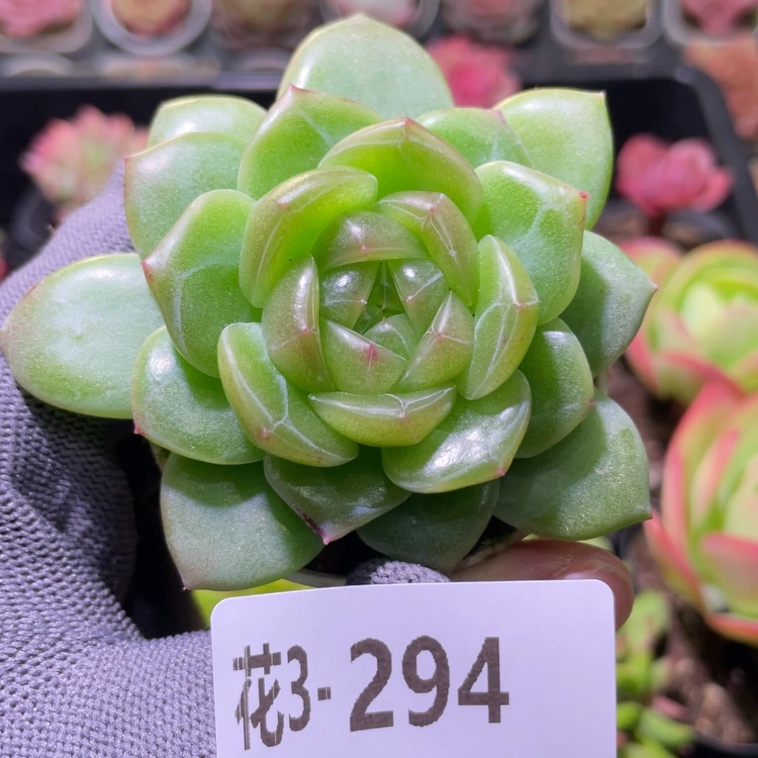 花利美3-294新品珍妮