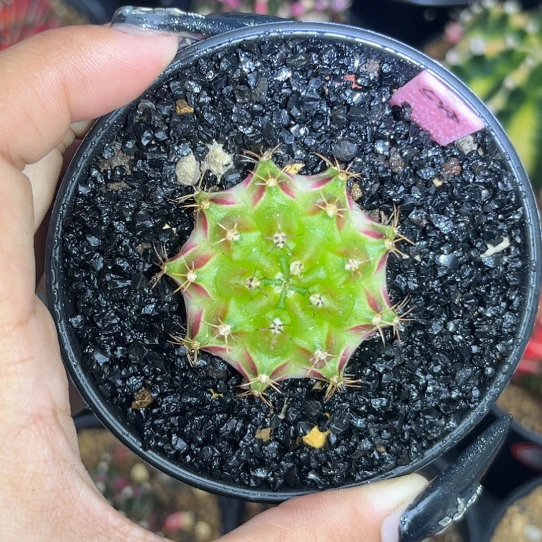 580 泰系轮回 带盆土发货