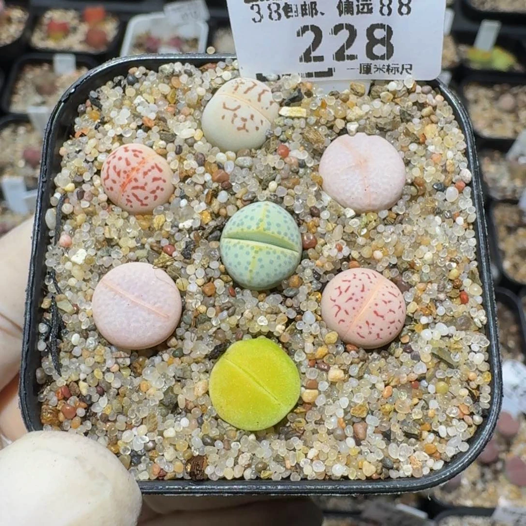 zzzz生石花肉锥228