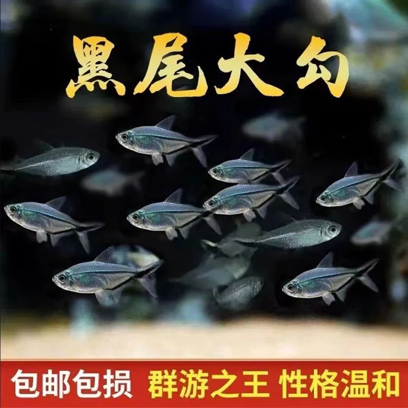 黑尾大勾草缸小型黑尾旗热带鱼观赏鱼活体淡水鱼小鱼群游鱼