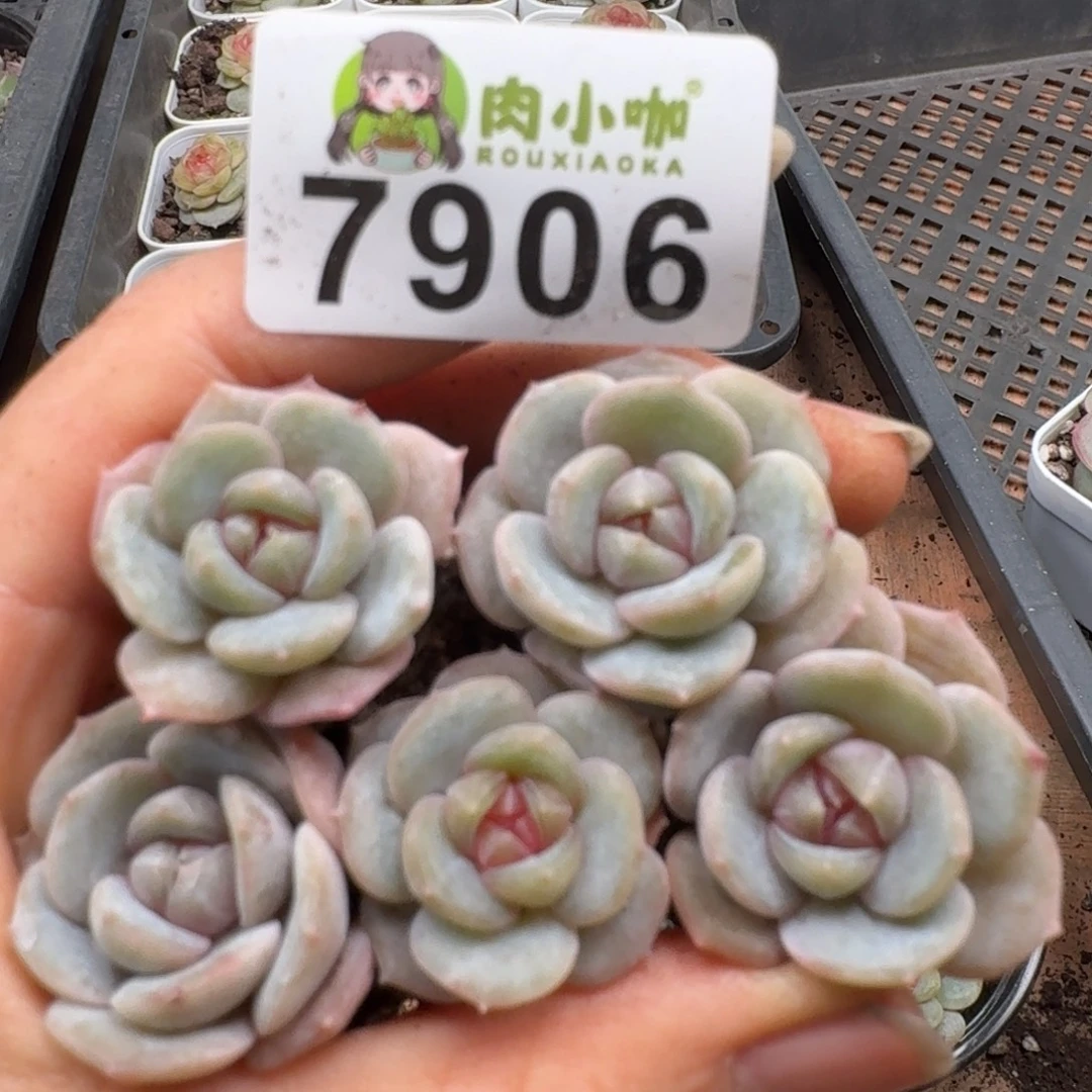 多肉植物多肉植物