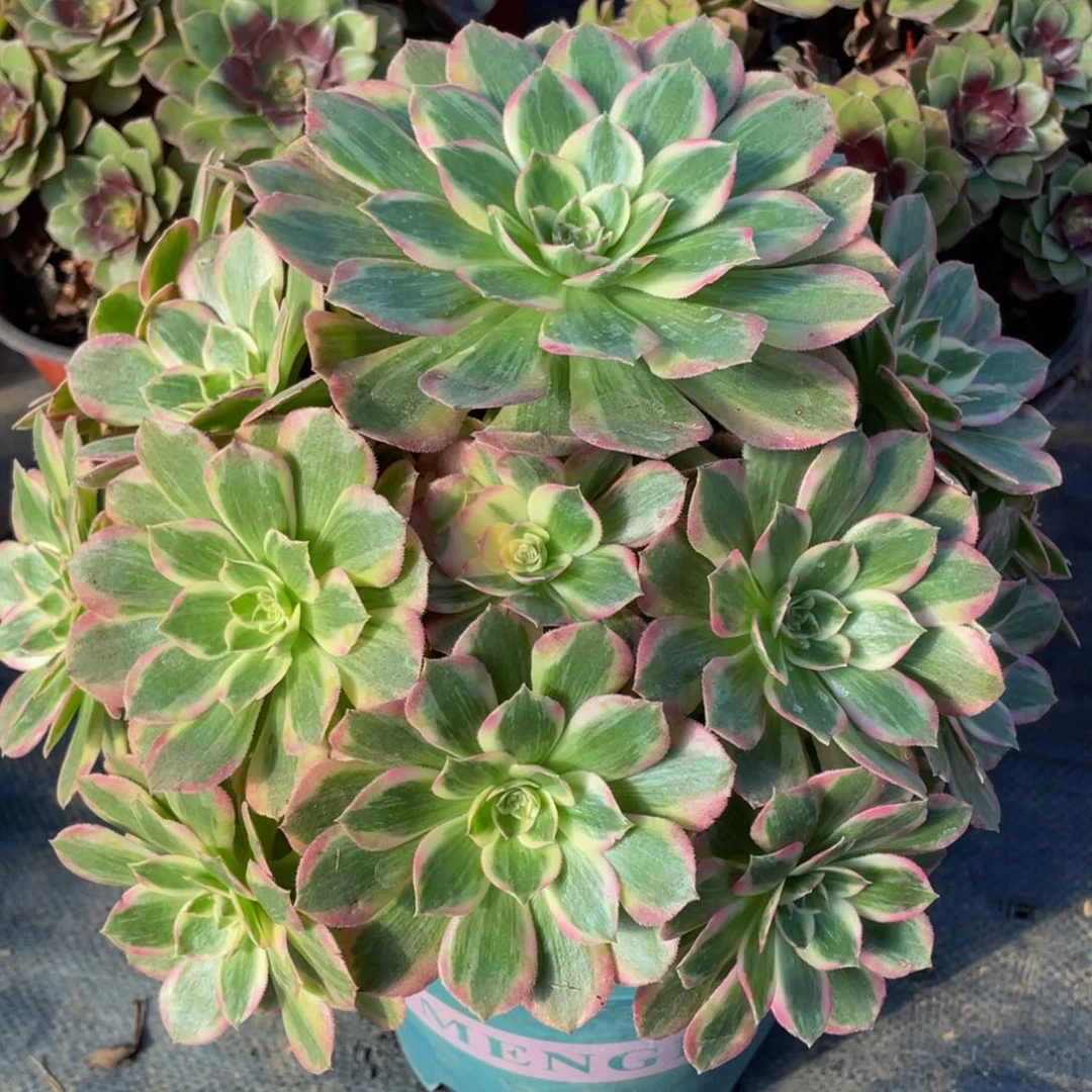 838云荷精品法师老桩